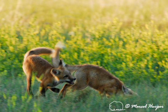 Red fox (Vulpes vulpes) kits playing, Montana, USA