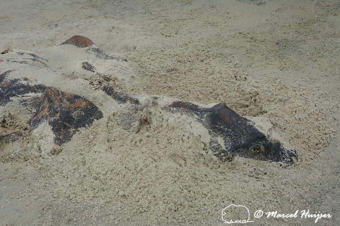 Dead sea lion on beach, Parque Nacional da Lagoa do Peixe, Rio Grande do Sul, Brazil