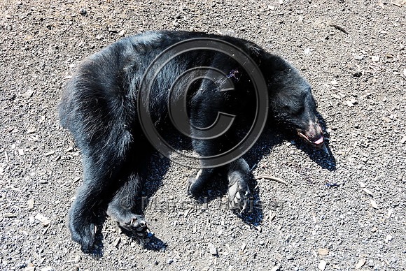 Black bear (Ursus americanus) roadkill at wildlife composting facility, Montana