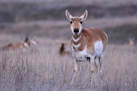 Pronghorn (Antilocapra americana) doe, Montana, USA
