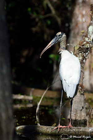 Wood stork (Mycteria americana), Big Cypress National Preserve, Florida, USA