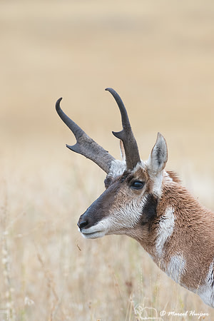 Pronghorn buck (Antilocapra americana), Montana, USA