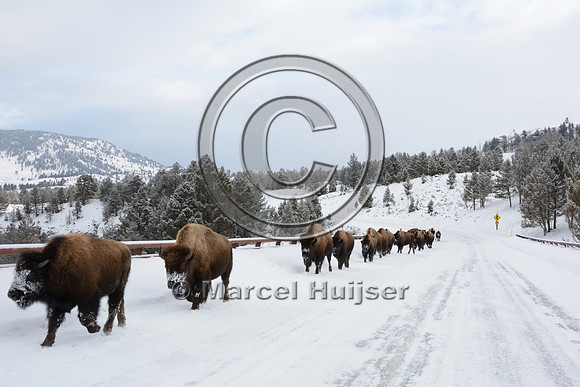 Bison (Bison bison) on the road, Wyoming, USA