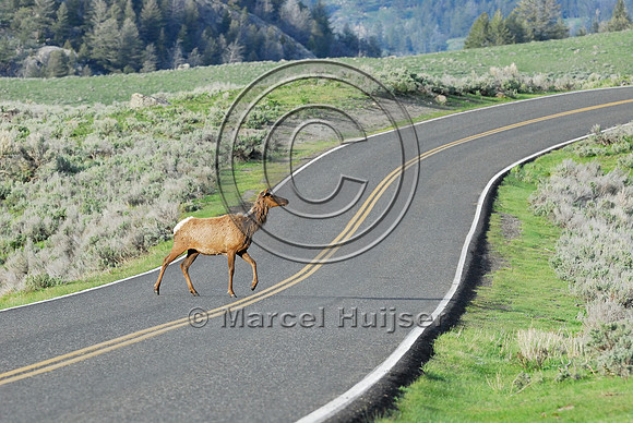 Elk (Cervus canadensis) approaching and crossing road, WY