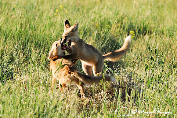 Red fox (Vulpes vulpes) kits playing, Montana, USA