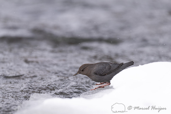 American dipper (Cinclus mexicanus)  foraging in river in winter