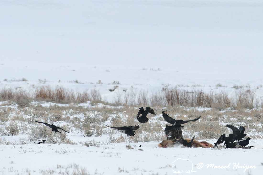 Black wolf (Canis lupus) with radio colar approaching elk carcass, Wyoming, USA