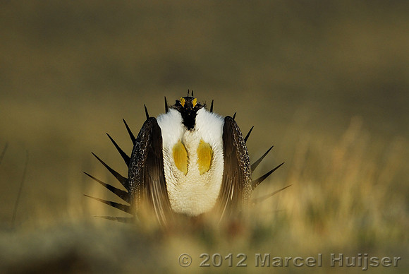 Male sage grouse (Centrocercus urophasianus) in a lek and displaying, near Bannack, Montana, USA