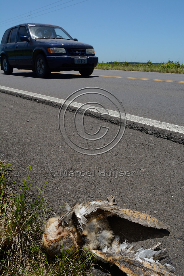 Roadkilled barn owl (Tyto alba), BR 101, about 19 km south of Capivari do Sul, Rio Grande do Sul, Brazil