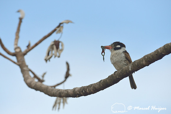 White-eared puffbird (Nystalus chacuru) with prey, Lutz's poison frog (Ameerega flavopicta, formerly Epipedobates flavopicta), Parque Nacional da Serra da Canastra, Minas Gerais, Brazil