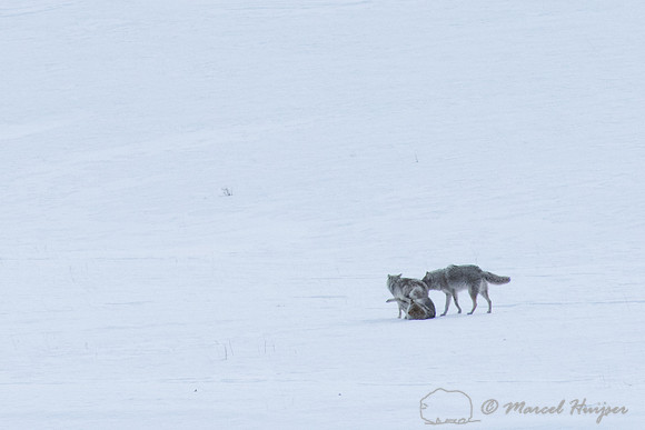 Coyotes in a copulatory tie while a third coyote looks on, Wyomi
