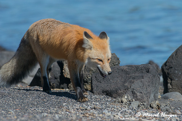 Red fox (Vulpes vulpes), Wyoming, USA