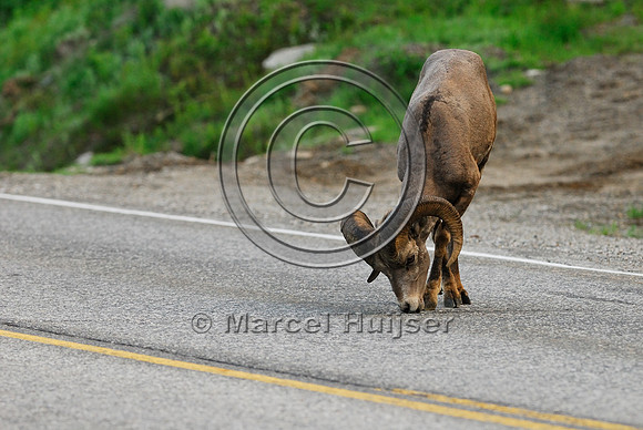 Bighorn sheep (Ovis canadensis) ram licking roadsalt, British Columbia, Canada