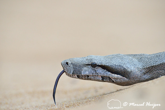 Boa constrictor (Boa constrictor), east of Brotas, São Paulo, Brazil