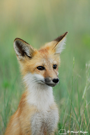 Portrait of red fox (Vulpes vulpes) kit, Montana, USA