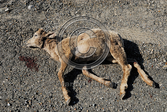 Bighorn sheep (Ovis canadensis) lamb roadkill after licking roadsalt on road shoulder, British Columbia, Canada