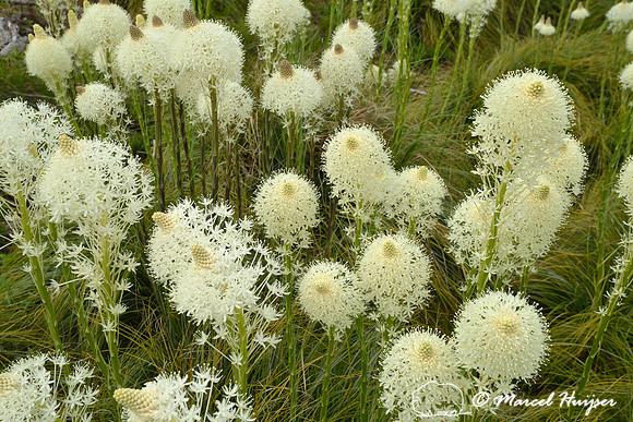 Beargrass (Xerophyllum tenax), Lolo Pass area, Idaho, USA