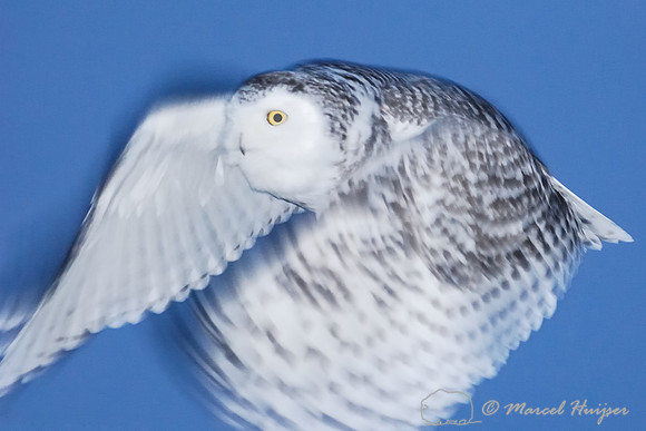 Snowy Owl (Bubo scandiacus), Montana, USA