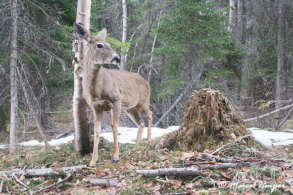 White-tailed deer (Odocoileus virginianus), Montana