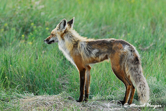 Red fox (Vulpes vulpes) adult at the den, Montana, USA