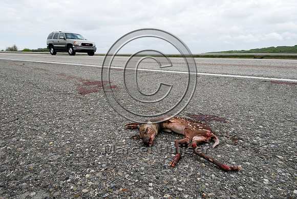 White-tailed deer (Odocoileus virginianus) fetus roadkill, AB  Note: the doe was struck and was lying dead further down the road, fetus was ripped from womb