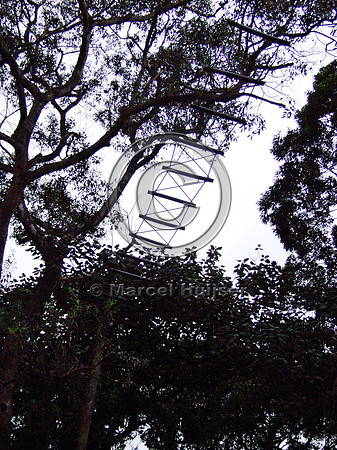 Note: image has relatively low resolution. Arboreal overpass for howler monkeys and sloths across a road bordering the zoo, Parque Zoologico de Sao Paulo, Av. Miguel Stéfano, São Paulo, Brazil