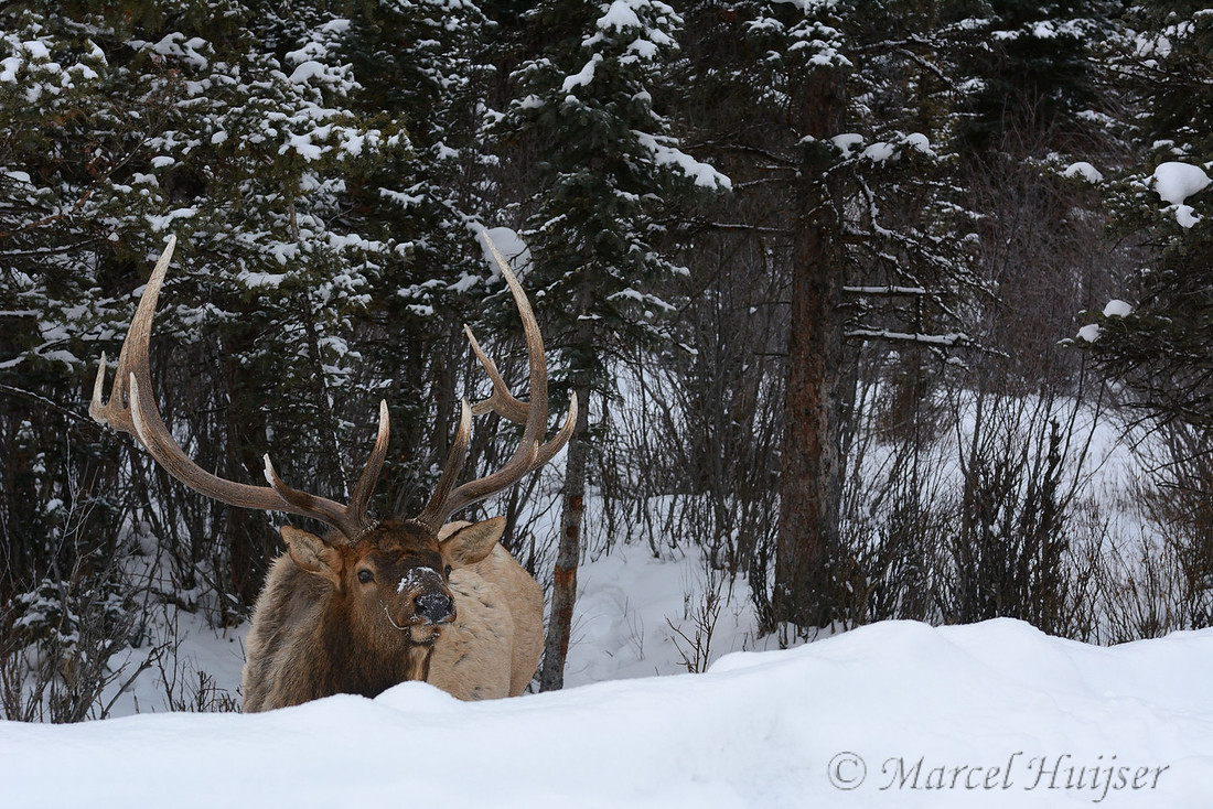 Bull elk (Cervus canadensis) in snow, Wyoming, USA