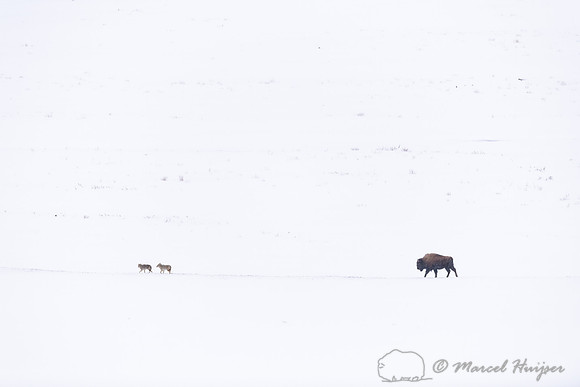 Coyotes (Canis latrans) turn back because bison (Bison bison) ma