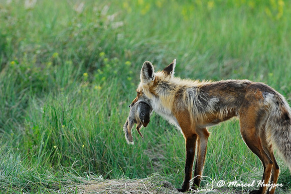 Red fox (Vulpes vulpes) returning to the den with prey (columbian ground squirrel), Montana, USA