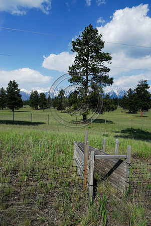 American badger (Taxidae taxus) escape gate and fence, BC