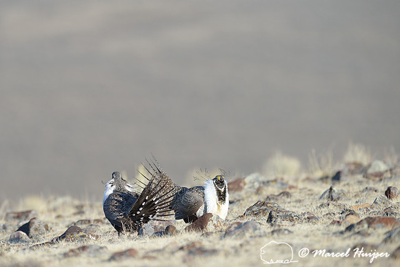 Greater sage-grouse (Centrocercus urophasianus) males fighting, Montana, USA