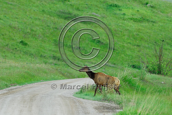Elk (Cervus canadensis) crossing dirt road