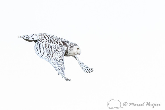 Snowy owl (Bubo scandiacus), Montana