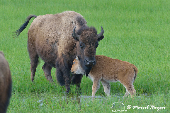 Bison (Bison bison) calf head-bumps cow bison, Yellowstone National Park, USA