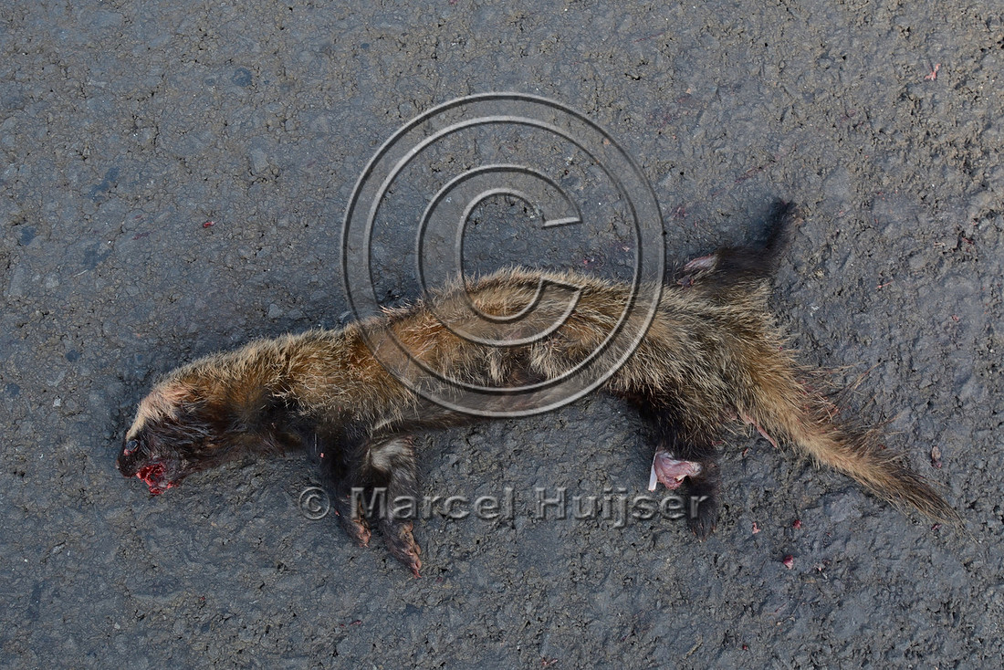 Lesser grison (Galictis cuja) roadkill, about 3 km west of Furnas, MG-050, Minas Gerais, Brazil