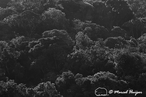 Atlantic forest in clouds, near Parque Nacional da Serra da Bocaina, São Paulo, Brazil
