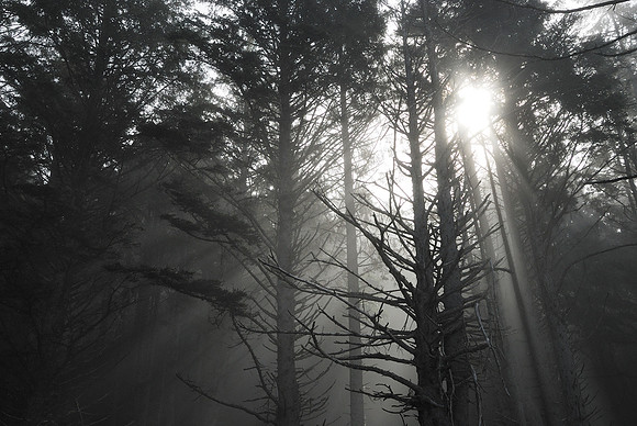 Sun rays through the branches in forest, Rialto Beach, Washington, USA