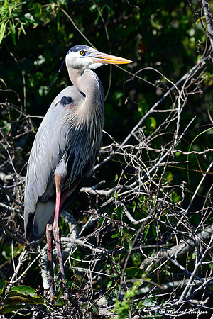 Great Blue Heron (Ardea herodias), Everglades, Florida, USA
