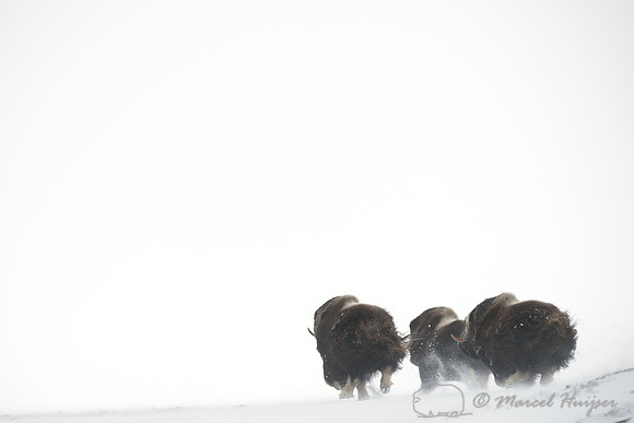 Muskoxen (Ovibos moschatus) running in snow, Dovrefjell National Park, Norway
