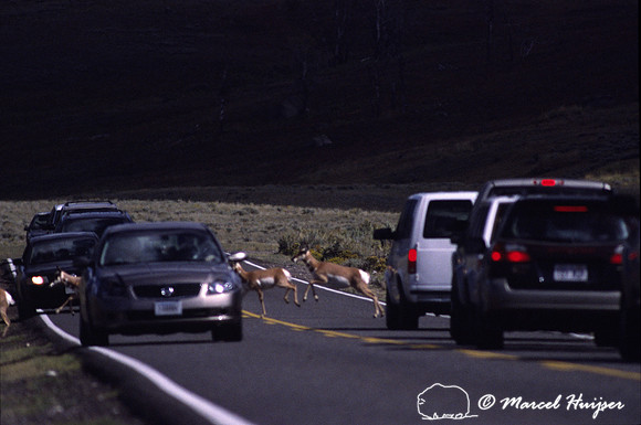 Pronghorn herd crossing a road in between traffic