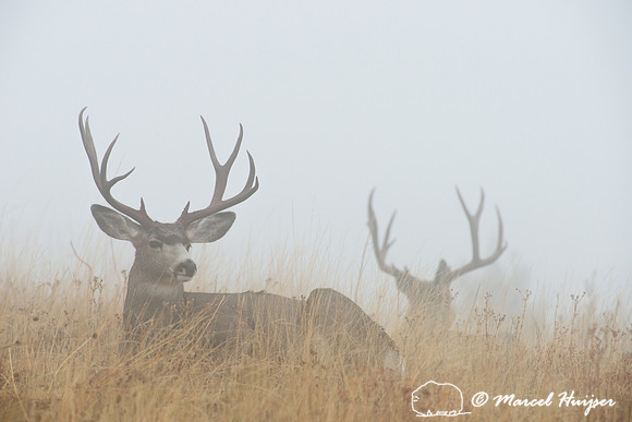 Mule deer buck in fog (Odocoileus hemionus), Montana, USA