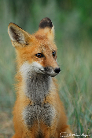Portrait of red fox (Vulpes vulpes) kit, Montana, USA