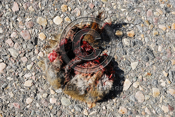 Red squirrel (Tamiasciurus hudsonicus) roadkill, AB