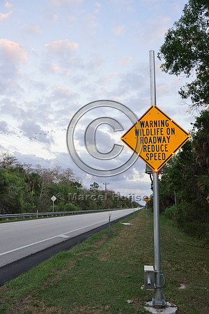 Activated warning sign animal detection system, Tamiami Trail, US Hwy 41, Florida, USA