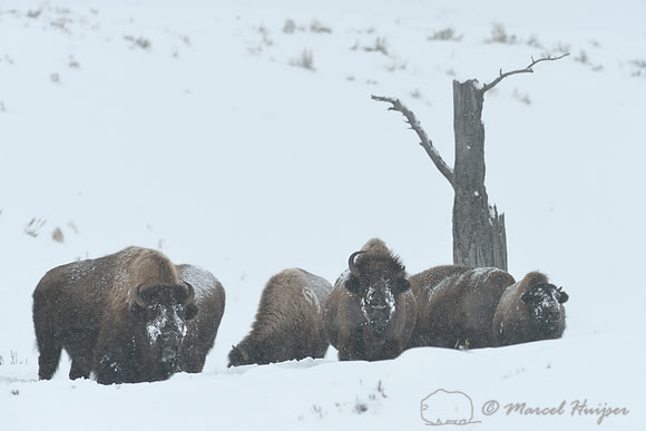 Bison (Bison bison) in snow storm, Wyoming, USA