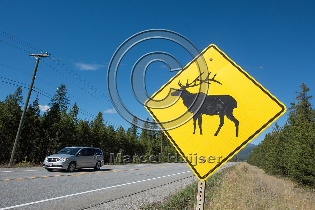 Warning sign for elk (Cervus canadensis), British Columbia, Cana