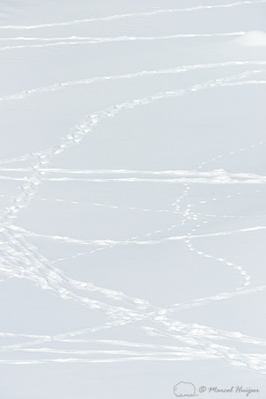 Bison (Bison bison) tracks in the snow, Wyoming, USA