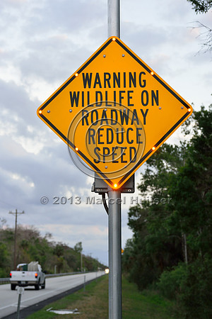 Activated warning sign animal detection system, Tamiami Trail, US Hwy 41, Florida, USA
