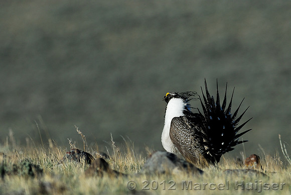 Male sage grouse (Centrocercus urophasianus) in a lek and displaying, near Bannack, Montana, USA