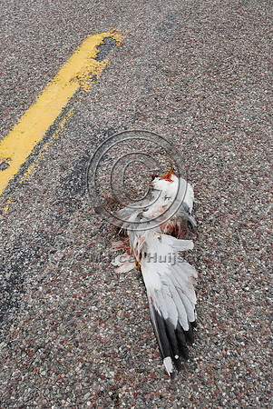 Ring-billed gull (Larus delawarensis) roadkill, Hwy 89, near Fairfield, Montana, USA